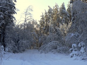 Рязанская Мещера
